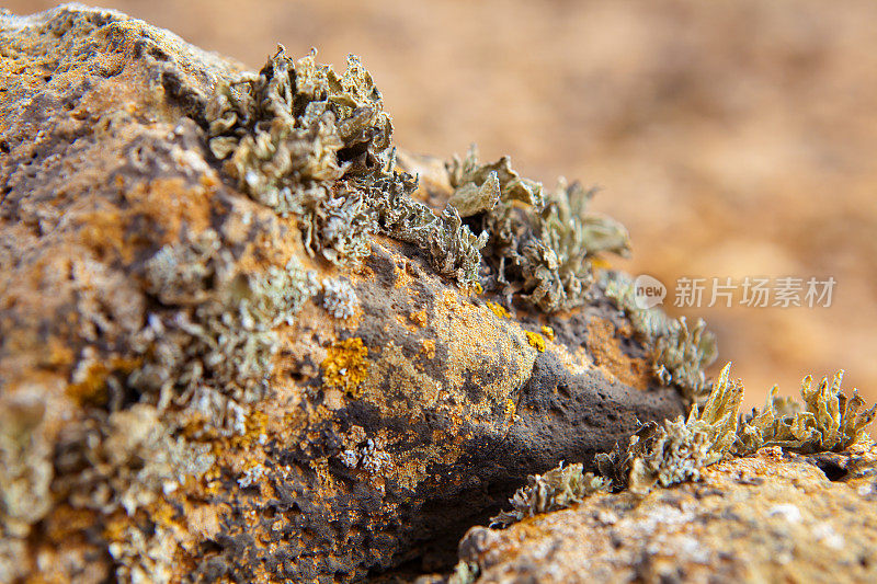 Fuerteventura - Rocha地衣社区;Fuerteventura